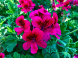 RARE HOT MAGENTA PINK HARDY PELARGONIUM GERANIUM 6" LIVE PLANT CUTTING Orchids