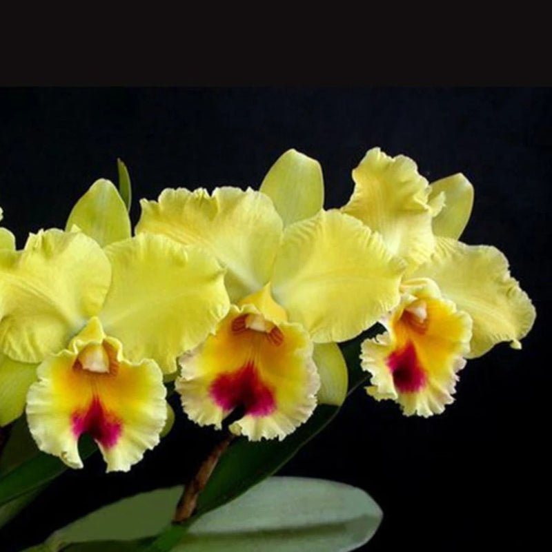 Mounted yellow orchid with ruffled blooms and red-yellow centers, green leaves