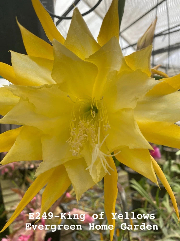 Yellow epiphyllum orchid cactus bloom with many pointed petals and long stamens