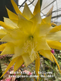 Rooted Epiphyllum Orchid Cactus ÒKing Of YellowsÓ Growing In 4Ó Starter Pot. Orchids