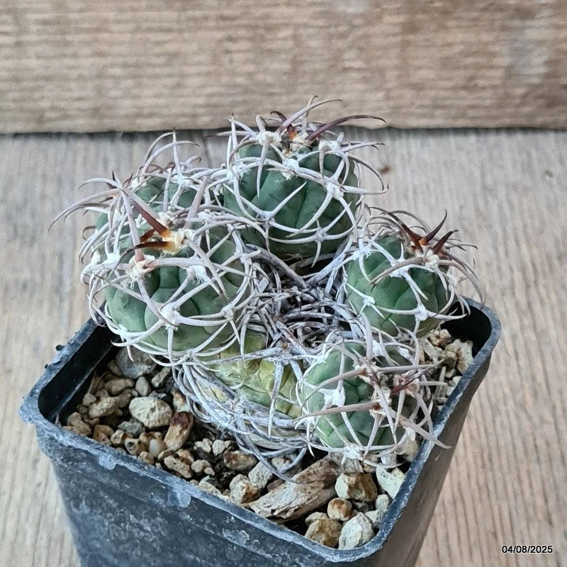 D5728 GYMNOCALYCIUM CARMINANTUM pot7-H6,5-W8,5 cm MaMa Cactus Green Plant
