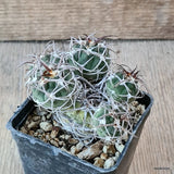 D5728 GYMNOCALYCIUM CARMINANTUM pot7-H6,5-W8,5 cm MaMa Cactus Green Plant