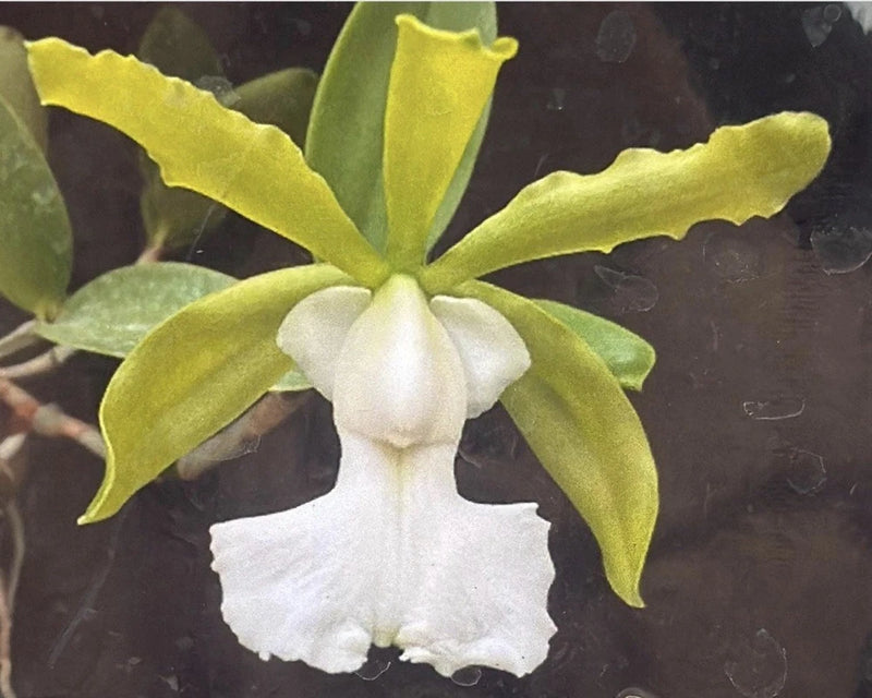 White and green cattleya orchid flower, single bloom with broad green sepals and white lip