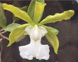 Orchid live Cattleya aclandiae var. alba- bare root Orchids