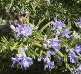 3 Tuscan Blue Rosemary Plants Live, 3Ð5"Tall, Evergreen Garden Herb, Ship No Pot Garden Plants