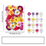 42PCS Real Pressed Dried Flower Leaves collection, Daisy, Baby Breath FSS506 Dried Flower