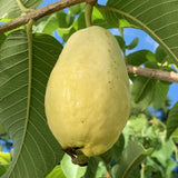 50+ Egyptian Yellow Guava Seeds for Garden Planting - USA - FREE SHIPPING! Garden Plants