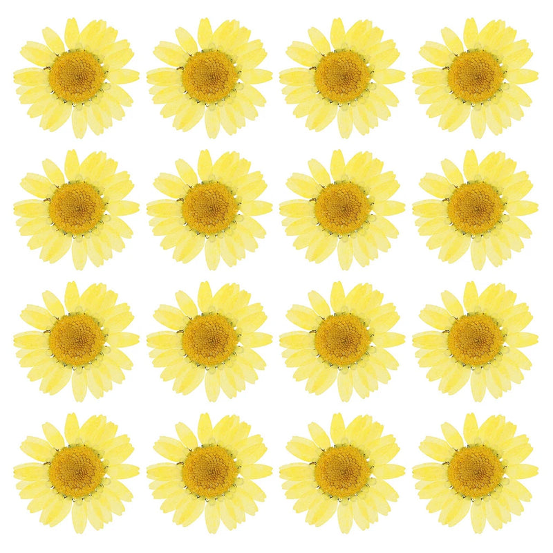 48 Pcs Dried Pressed Flower Natural Dried Daisy Flower,Lemon Yellow Daisies