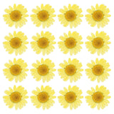 48 Pcs Dried Pressed Flower Natural Dried Daisy Flower,Lemon Yellow Daisies