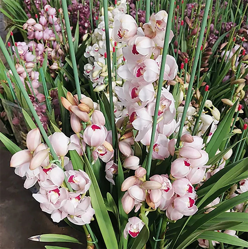 Pink Lady cymbidium orchid with pale pink-white blooms, red centers, and green leaves