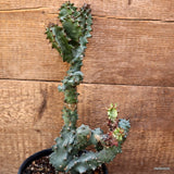 D4426 EUPHORBIA INGENS MONSTER pot14-H29-W12 cm MaMa Cactus Green Plant