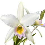 Laelia Anceps f. Semialba Live Blooming Size rare orchid plant white Orchids