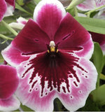 Mps. Mps. Lennart Karl Gottling ÔRed Rim' Bloom size Orchids