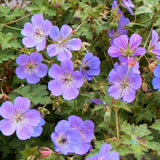 25+ Rozanne (Gerwat) Geranium Seeds for Garden Planting - USA - FREE SHIPPING! Garden Plants