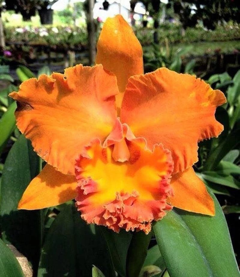 Orange and pink ruffled Cattleya orchid bloom with yellow center