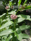 30 COMMON MILKWEED SEEDS - Asclepias syriaca Flowering Plants