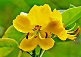 15 ARGENTINE SENNA SEEDS - Senna corymbosa Garden Plants