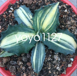RareSucculent  Plant Agave salmiana Variegated Garden Boutique 10-15CM Garden Plants