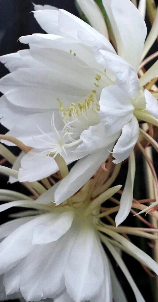 White blooming cactus flower with layered petals and visible stamens