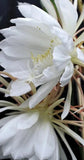 Epiphyllum Oxypetalum - Queen of the Night - Blooming Cereus Cactus Succulent Orchids