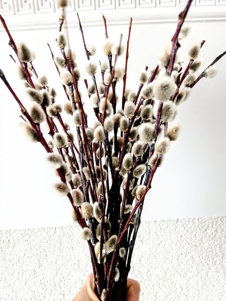 Bundle of dried pussy willow branches with soft white catkins and dark stems