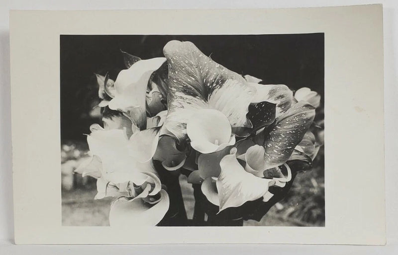 Black and white real photo postcard with close-up calla lily flowers