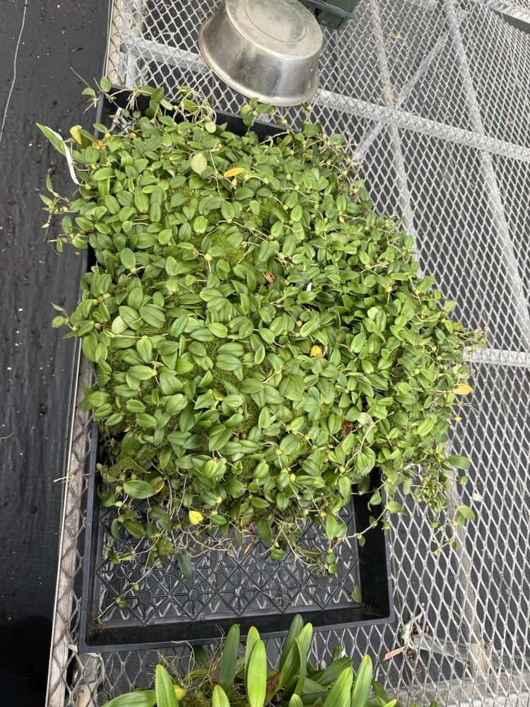 Dense green orchid plant with small leaves
