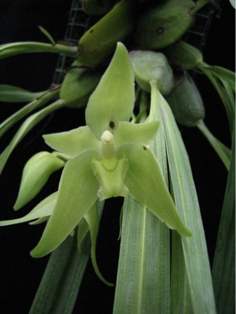 Green pendulous orchid with drooping petals and slender buds