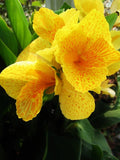 Golden Lucifer Dwarf Canna Lily  Flower 28" Variety 2 Rhizome Bulbs Flowering Plants
