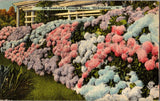 Postcard New Jersey Hydrangeas The Seashore's Flower 1946 Linen A737 Hydrangea