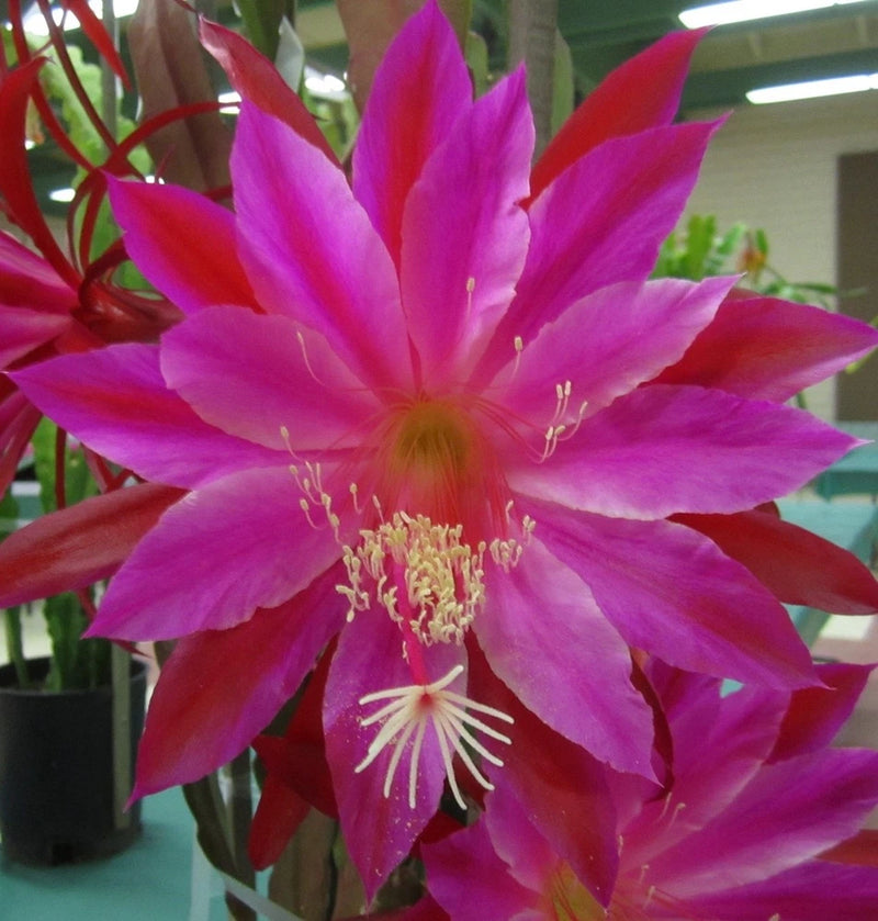 Orchid cactus flower in bloom with vivid pink-purple petals and long white stamens