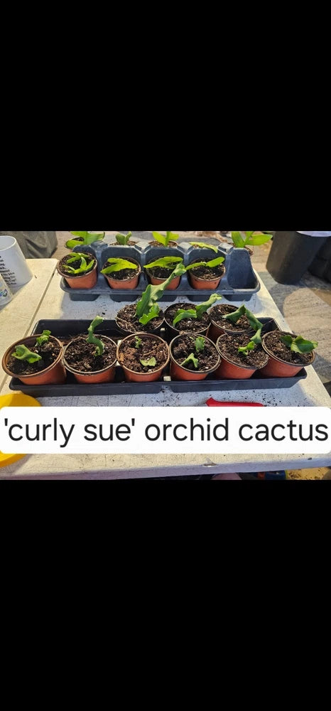 Curly Sue orchid cactus starter plants in small pots