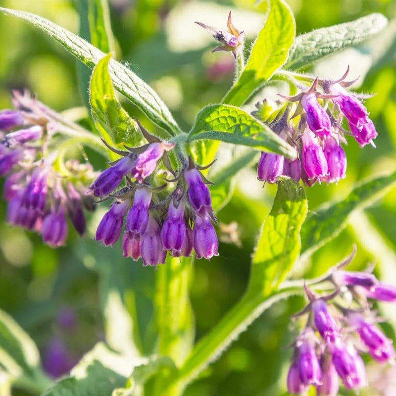 80+ Seeds Comfrey Symphytum Officinale Seeds for Planting-Plant & Grow Heirloom Flowering Plants