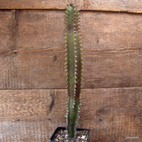 D7123 EUPHORBIA CANARIENSIS DARK pot10-H38-W5 cm MaMa Cactus Green Plant