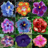 20 Seeds Hibiscus Mixed Rose Mallow Herbaceous Flowering Plants Large Petals Flowering Plants