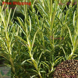 Rosemary Seeds | Evergreen Shrub Culinary Perennial Garden Container Herb Garden Plants