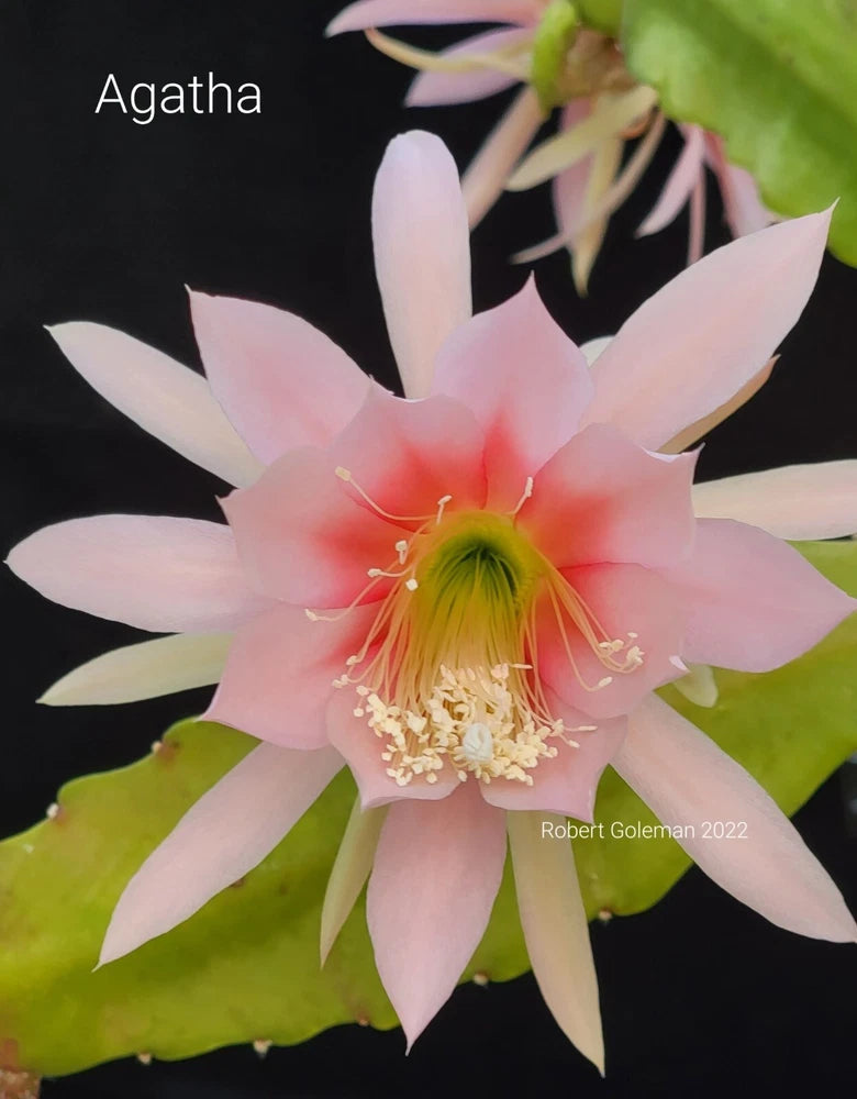 Orchid cactus flower with pale pink petals and yellow-green center on green stems