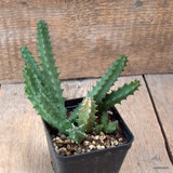 D6547 STAPELIA SP. pot8-H12-W11 cm MaMa Cactus Green Plant