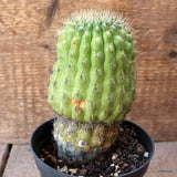 D4622 OROYA BORCHERSII pot12-H14-W9 cm MaMa Cactus Green Plant