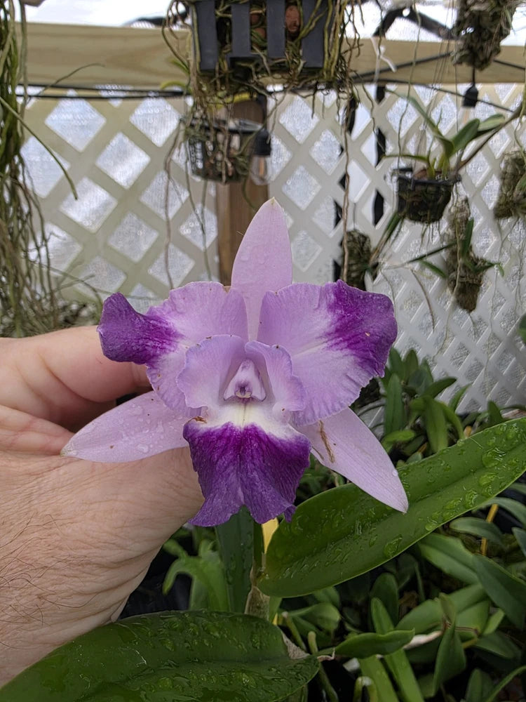 Mini orchid bloom with lavender and deep purple petals, centered flower head