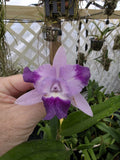 Lc Cariads Mini Quinee 'Angel Kiss' HCC/AOS. Blooming size compact coerulea... Orchids