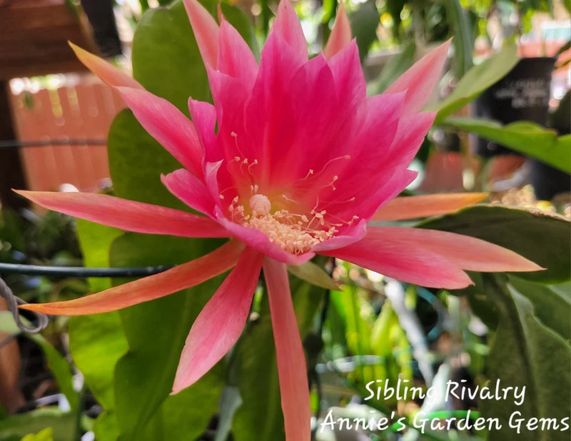 Epiphyllum orchid cutting with large pink star-shaped bloom