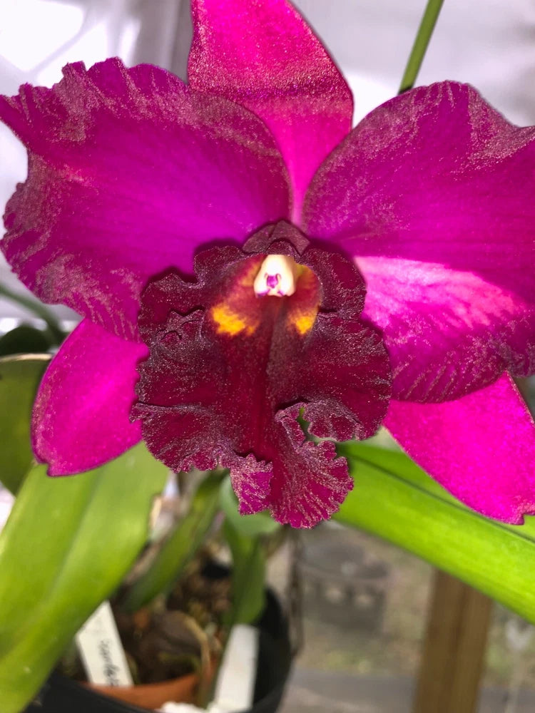 (407-1) Rlc.Hsinying  Scarlet 'Cherry'        MS Orchids