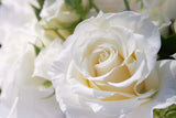 5 WHITE ROSE Rosa Bush Shrub Perennial Flower Seeds *Flat S/H Flowering Plants