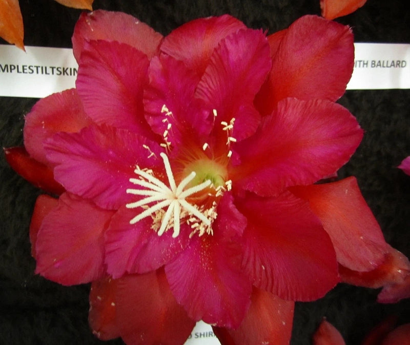 Pink orchid cactus flower with pale center and yellow stamens