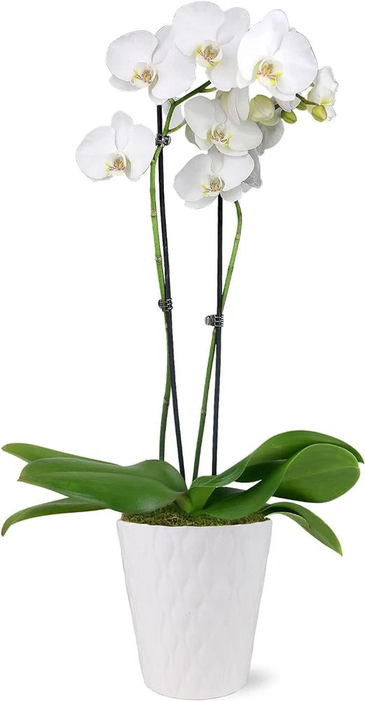White orchid live plant in white ceramic pot with yellow centers and green leaves