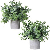 Winlyn Set of 2 Faux Mini Potted Plants Artificial Eucalyptus Boxwood Plants in Green Plant