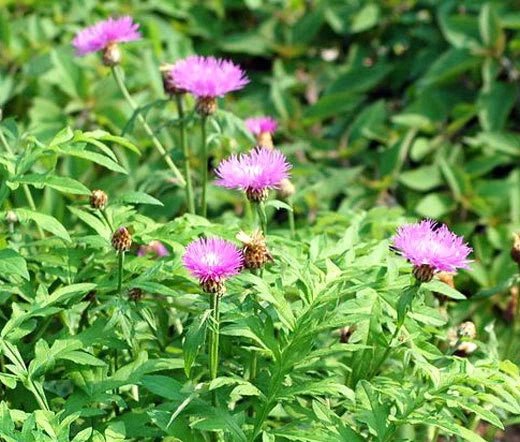 CORNFLOWER PERSIAN PERENNIAL Centaurea Dealbata - 100 Bulk Seeds Garden Plants
