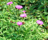 CORNFLOWER PERSIAN PERENNIAL Centaurea Dealbata - 100 Bulk Seeds Garden Plants