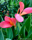 2 Freckle Face Canna Lily Live Plant Rhizome Lily